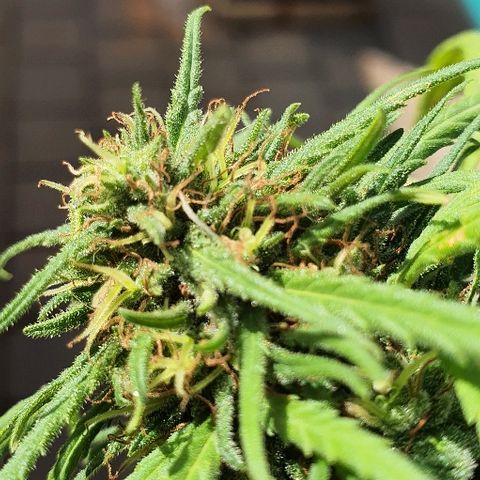 Cookies  & Cream  growlog timeline photo