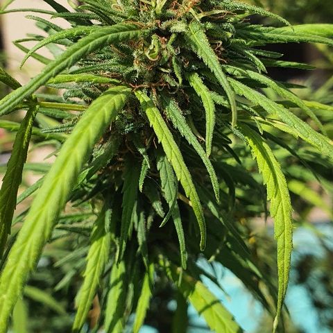 Cookies  & Cream  growlog timeline photo