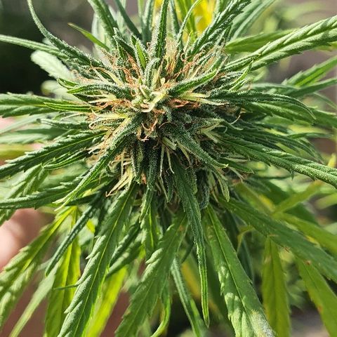Cookies  & Cream  growlog timeline photo