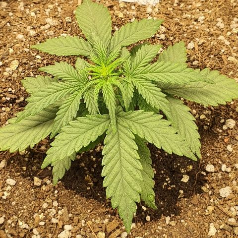 Auto Red Russian XXL growlog timeline photo