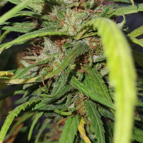 Cookies  & Cream  growlog timeline photo