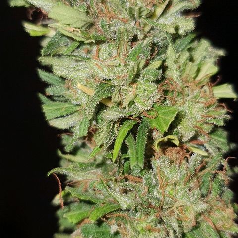 Cookies  & Cream  growlog photo: One brantrimmed med