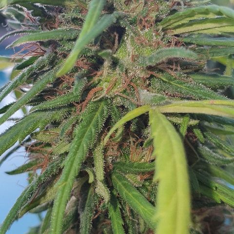 Cookies  & Cream  growlog timeline photo