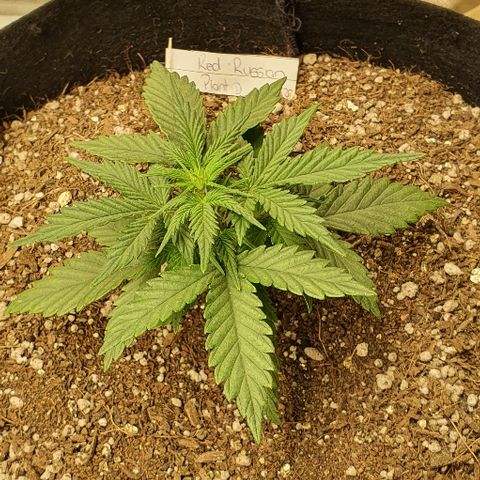 Auto Red Russian XXL growlog timeline photo