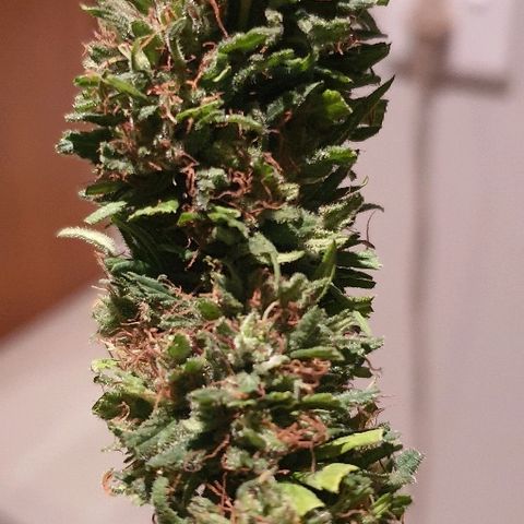 Cookies  & Cream  growlog photo: One brantrimmed med