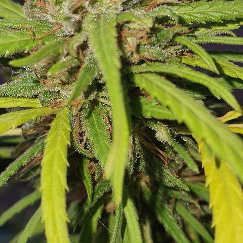 Cookies  & Cream  growlog timeline photo