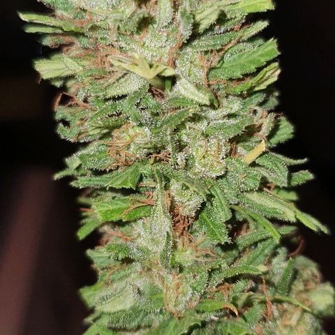 Cookies  & Cream  growlog photo: One brantrimmed med