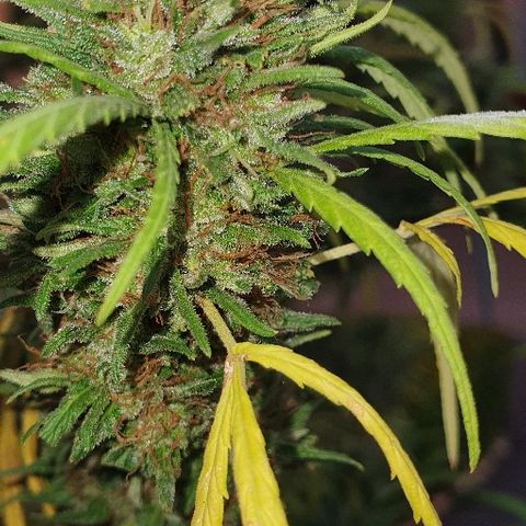Cookies  & Cream  growlog timeline photo