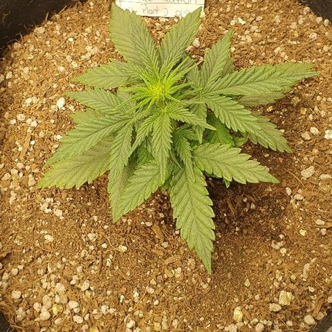 Auto Red Russian XXL growlog timeline photo