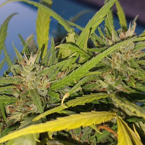 Cookies  & Cream  growlog timeline photo
