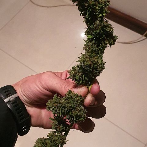 Cookies  & Cream  growlog photo: One brantrimmed med