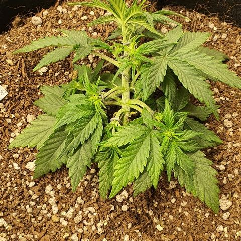 Auto Red Russian XXL growlog timeline photo