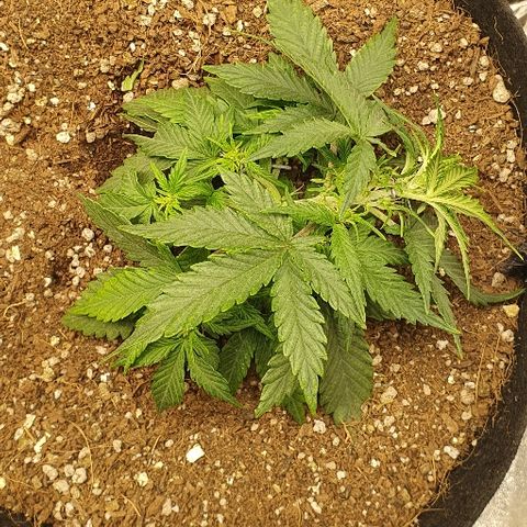 Auto Red Russian XXL growlog timeline photo