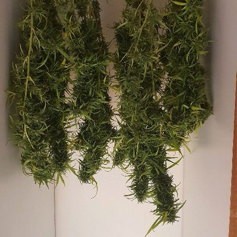 Cookies  & Cream  growlog timeline photo