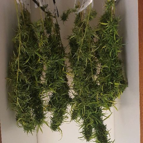 Cookies  & Cream  growlog timeline photo