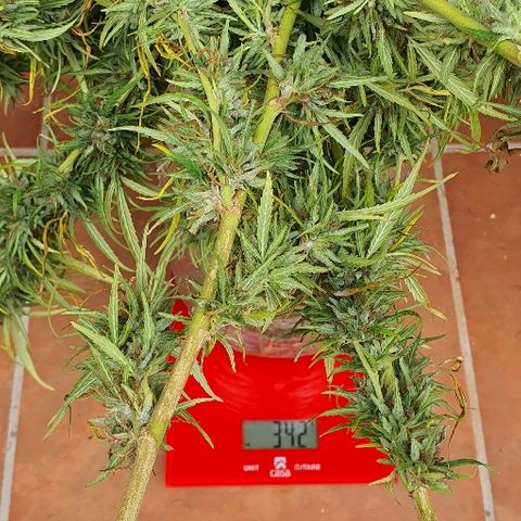 Cookies  & Cream  growlog timeline photo