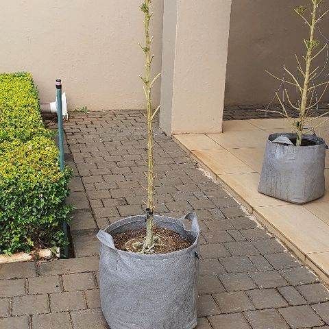 Cookies  & Cream  growlog timeline photo