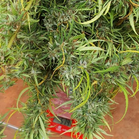 Cookies  & Cream  growlog timeline photo