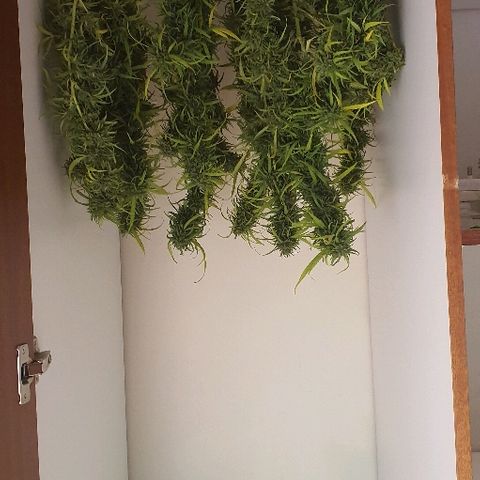 Cookies  & Cream  growlog timeline photo