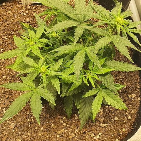 Auto Red Russian XXL growlog timeline photo