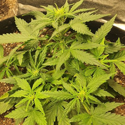Auto Red Russian XXL growlog timeline photo