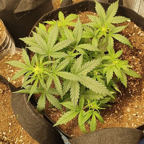Auto Red Russian XXL growlog timeline photo
