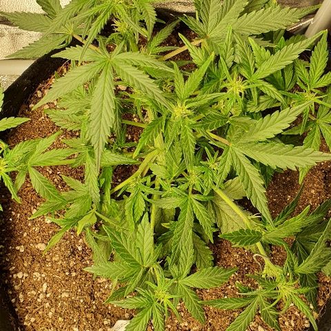 Auto Red Russian XXL growlog timeline photo