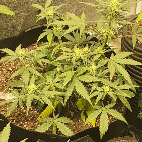 Auto Red Russian XXL growlog timeline photo