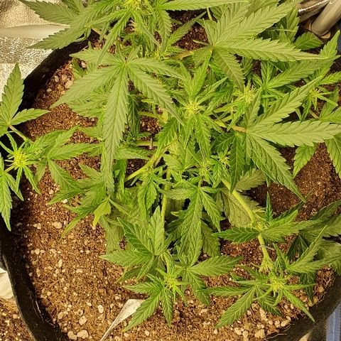 Auto Red Russian XXL growlog timeline photo