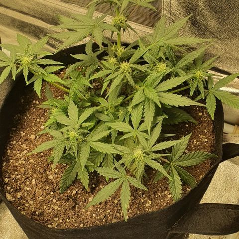 Auto Red Russian XXL growlog timeline photo