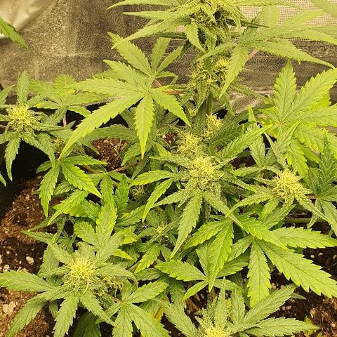 Auto Red Russian XXL growlog timeline photo