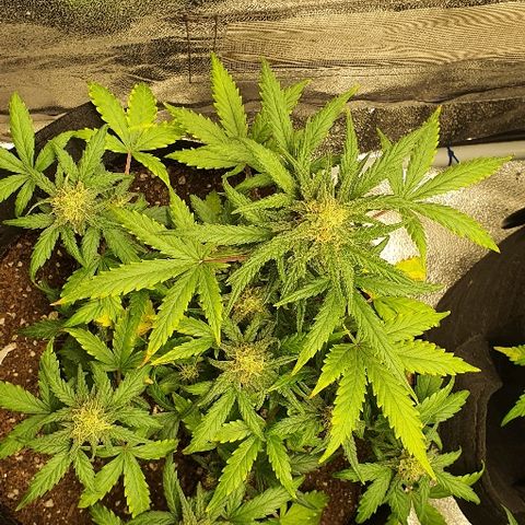 Auto Red Russian XXL growlog timeline photo