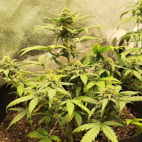 Auto Red Russian XXL growlog timeline photo