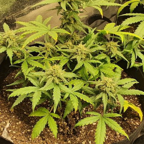 Auto Red Russian XXL growlog timeline photo