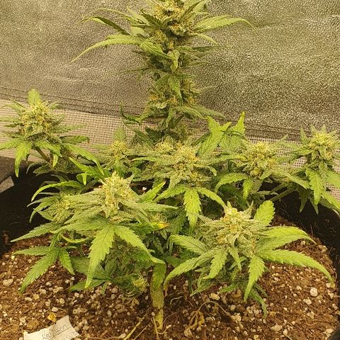 Auto Red Russian XXL growlog timeline photo