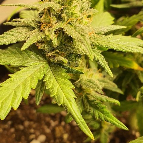 Auto Red Russian XXL growlog timeline photo