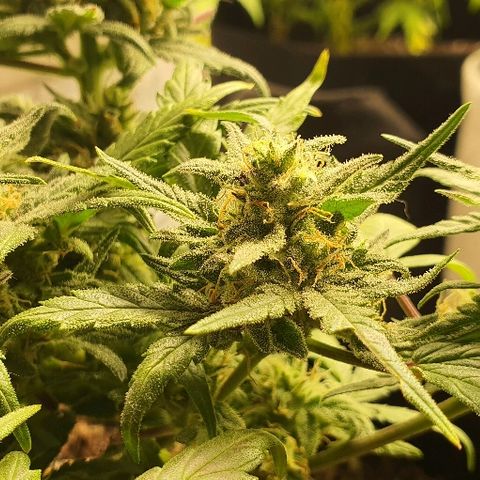 Auto Red Russian XXL growlog timeline photo