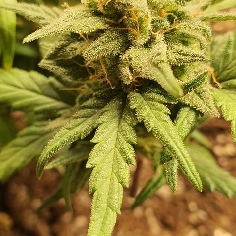 Auto Red Russian XXL growlog timeline photo