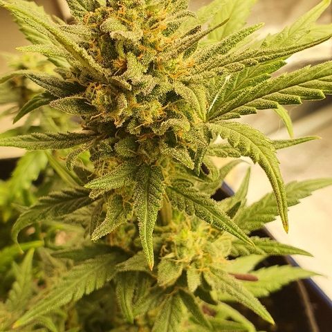 Auto Red Russian XXL growlog timeline photo