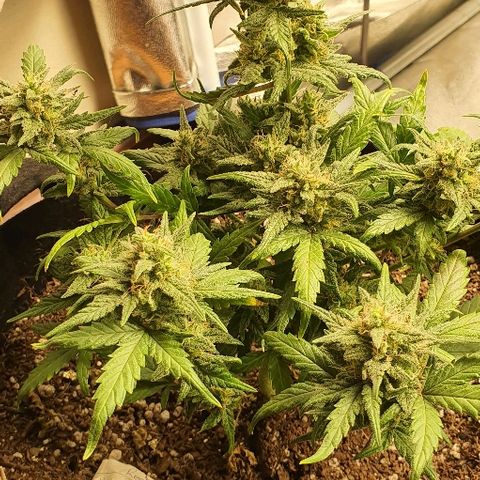 Auto Red Russian XXL growlog timeline photo