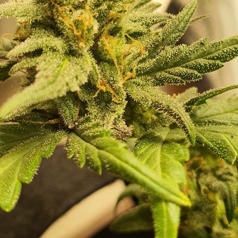 Auto Red Russian XXL growlog timeline photo