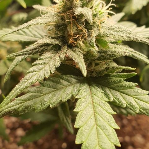Auto Red Russian XXL growlog timeline photo