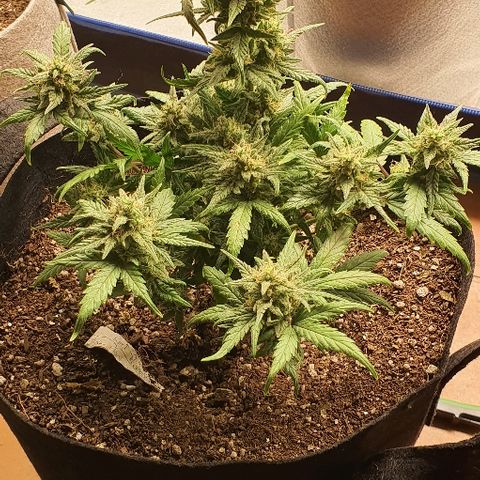 Auto Red Russian XXL growlog timeline photo