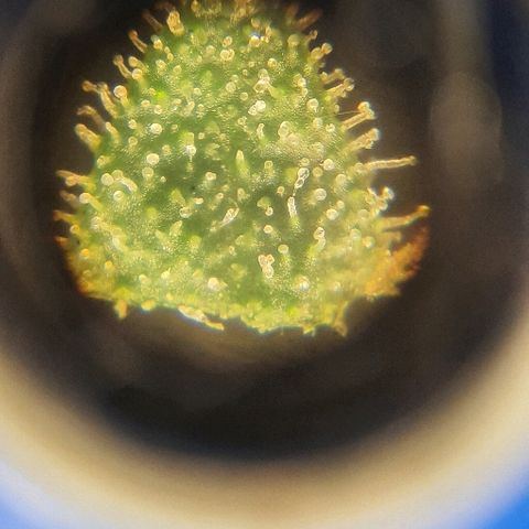 Auto Red Russian XXL growlog timeline photo