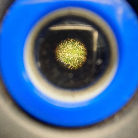 Auto Red Russian XXL growlog timeline photo