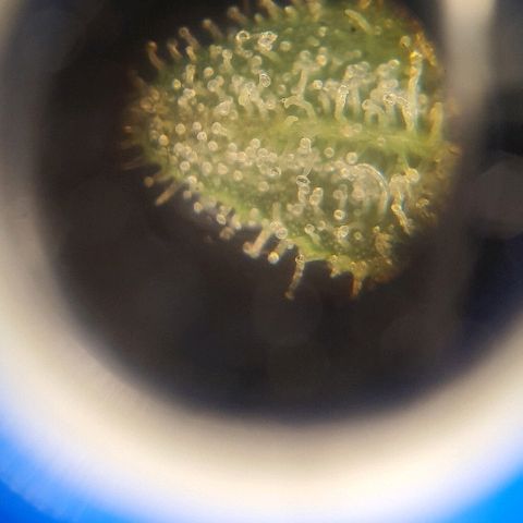 Auto Red Russian XXL growlog timeline photo