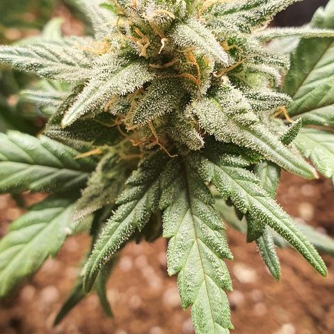 Auto Red Russian XXL growlog timeline photo