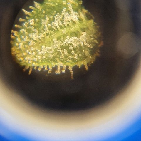 Auto Red Russian XXL growlog timeline photo