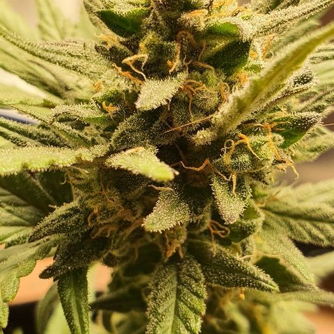 Auto Red Russian XXL growlog timeline photo