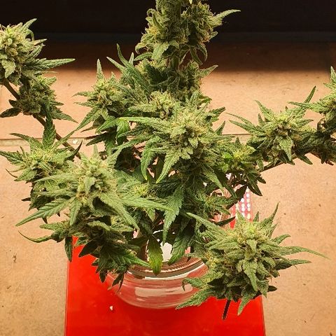 Auto Red Russian XXL growlog timeline photo